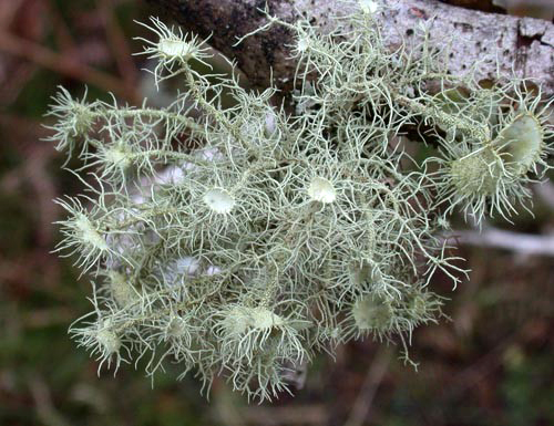 84. Usnea Florida   редкий вид РРНП 