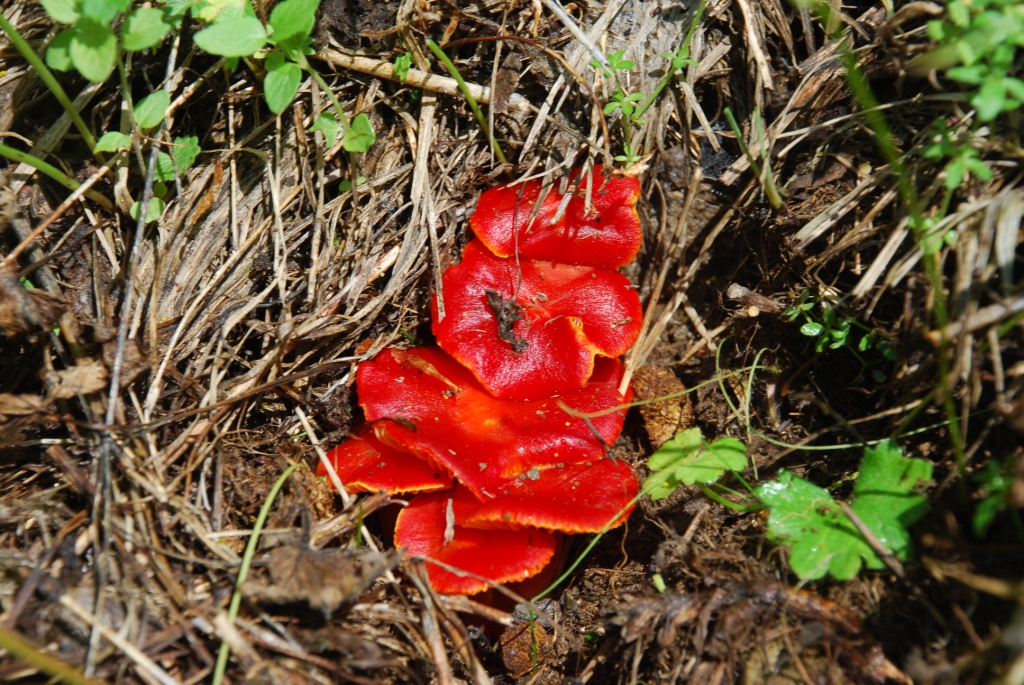 86. Гигроцибе пунцовая (Hygrocybe Punicea) предпочитает открытые места и влажные почвы, имеет специфический приятный запах