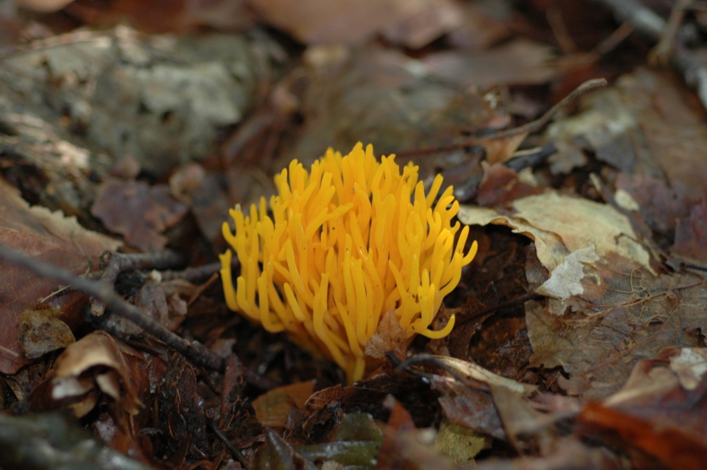 90. Калоцера клейкая (Calocera Viscosa) произрастает на древесном субстрате, повсеместно с начало июля до поздней осени