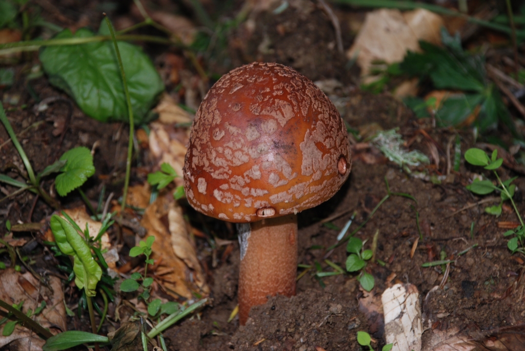 91. Мухомор розовеющий (Amanita Rubescens)  встречается в лесах различного типа предпочитая светлые места
